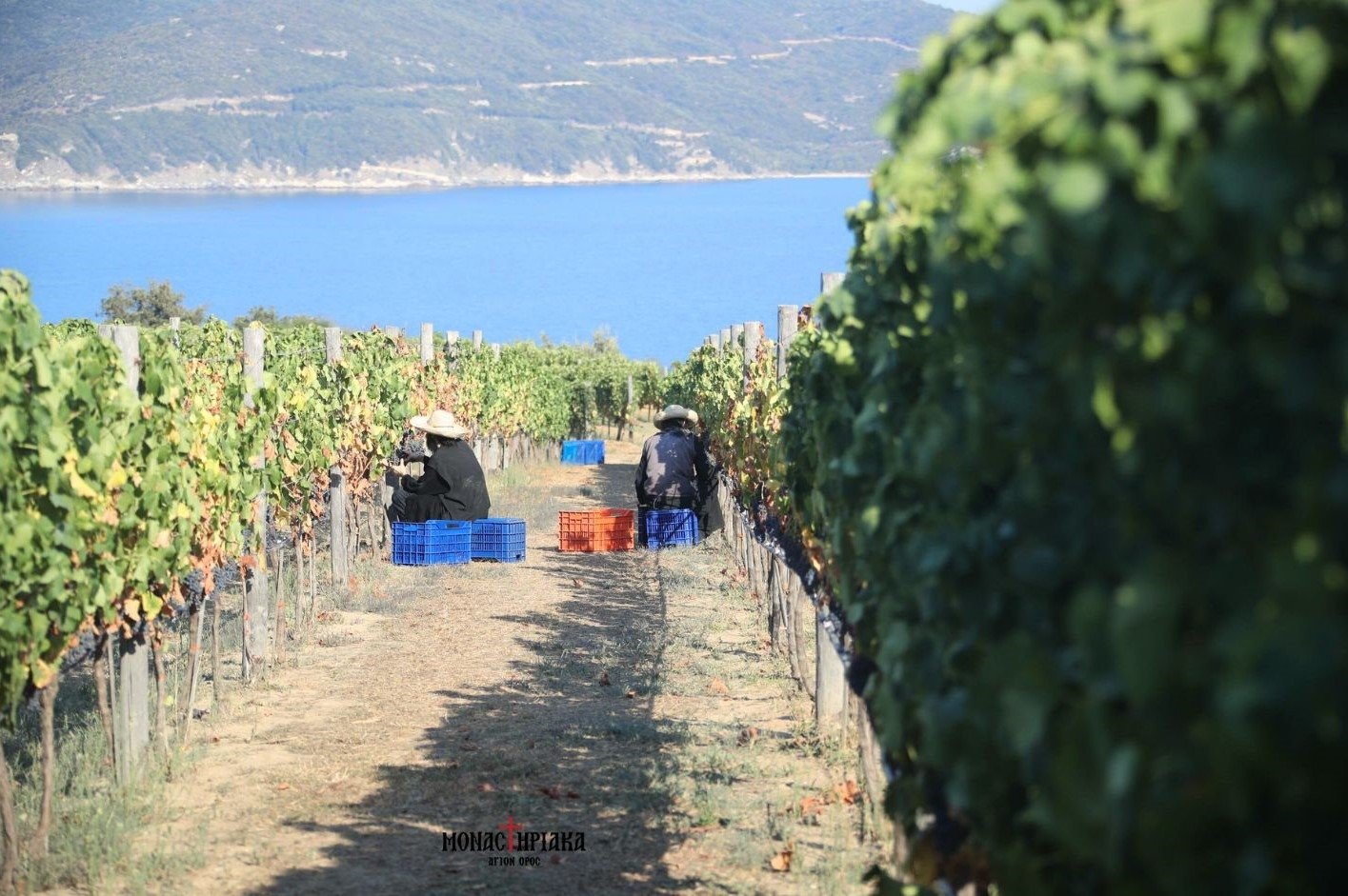 Monks cultivate the vines on Mount Athos